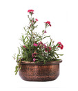 Live n Style Graceful & Antique Look Medium Size Planter