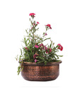 Live n Style Creative & Antique Look Small Size Planter