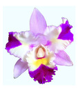 Artjini Purple Orchid On Pure White Background Painting