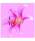 Artjini Close Up Of A Flower On Pink Background Painting
