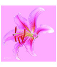 Artjini Close Up Of A Flower On Pink Background Painting