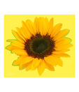 Artjini Sunflower Close-up Painting