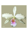 Artjini White Flower Close-up Painting
