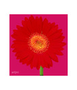 Artjini Pink Gerbera On Pink Background Painting