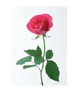 Artjini Pink Rose Painting
