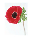 Artjini Red Poppy Painting