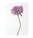 Artjini Purple Poppy Painting