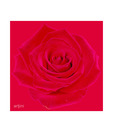 Artjini Rose Flower Close-up Painting