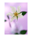 Artjini White Flower Close-up Painting