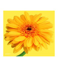 Artjini Pink Gerbera On Pink Background Painting