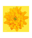 Artjini White Flower Close-up Painting
