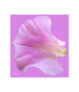 Artjini Rose Flower Close-up Painting
