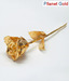 Pllanet Gold Gold Plated Rose