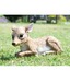 Joy Living Deer Planter
