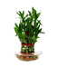 Nurturing Green Lucky Bamboo 2 Layer Plant in Bowl
