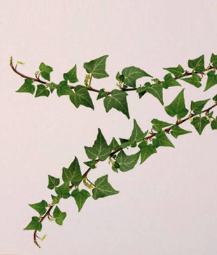 Plage Green Branches Wall Sticker