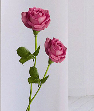 Plage Pretty Roses Wall Sticker